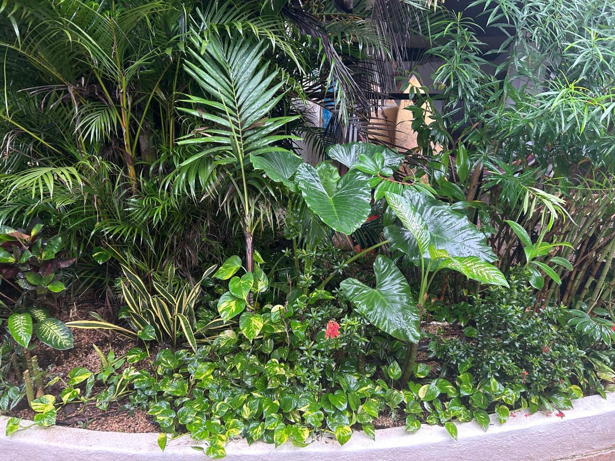 Pura Vida Hostel Tamarindo Luaran gambar
